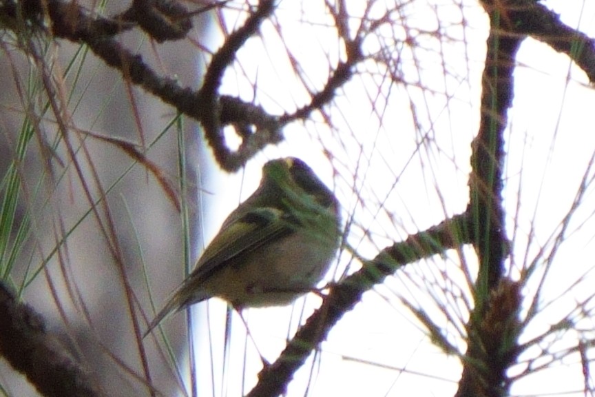 Golden-crowned Kinglet - ML628051120