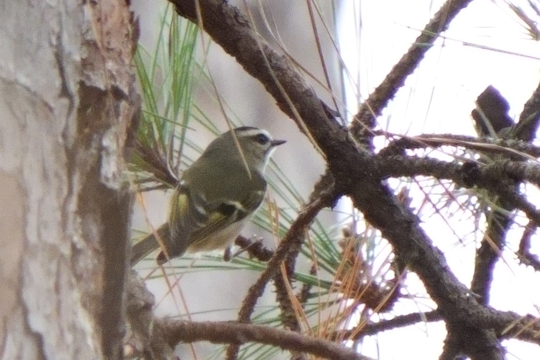 Golden-crowned Kinglet - ML628051122