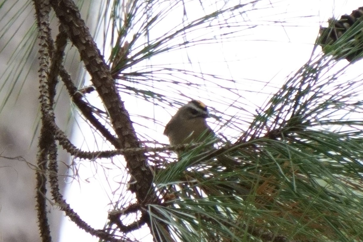 Golden-crowned Kinglet - ML628051124