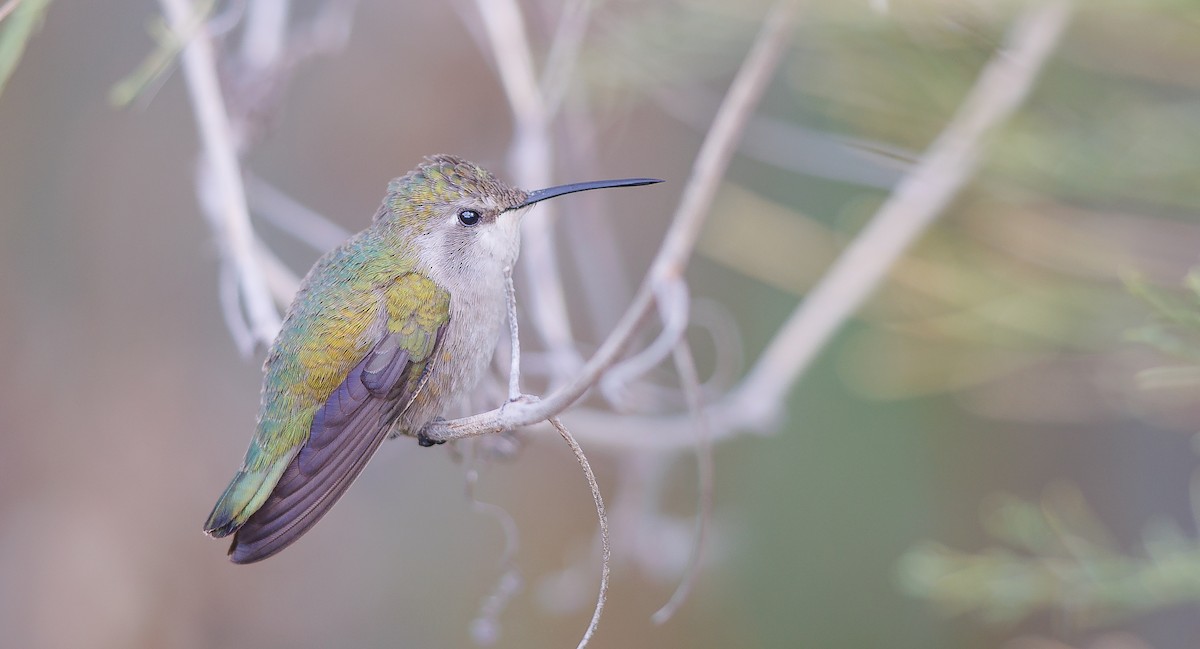 Costa's Hummingbird - ML628051154