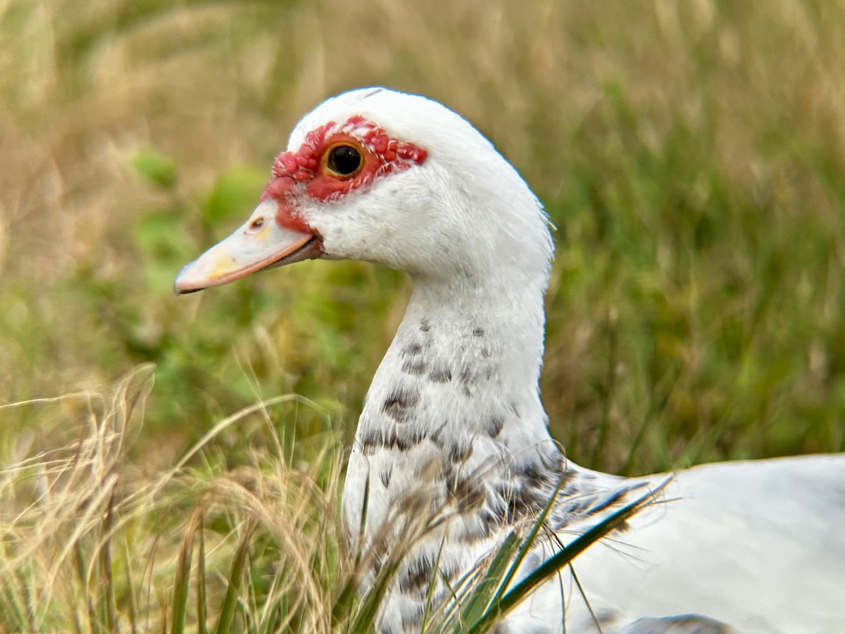 Muscovy Duck (Domestic type) - ML628051194