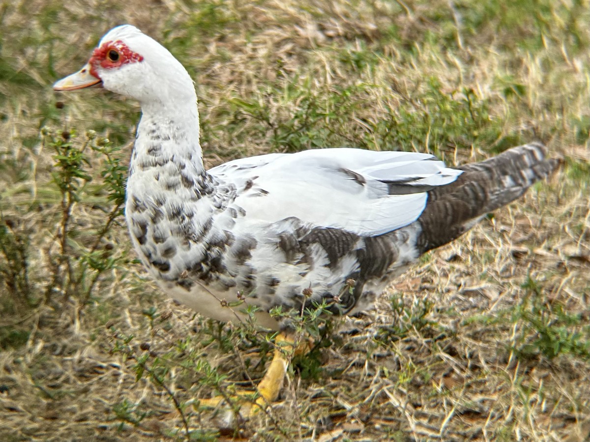 Muscovy Duck (Domestic type) - ML628051195