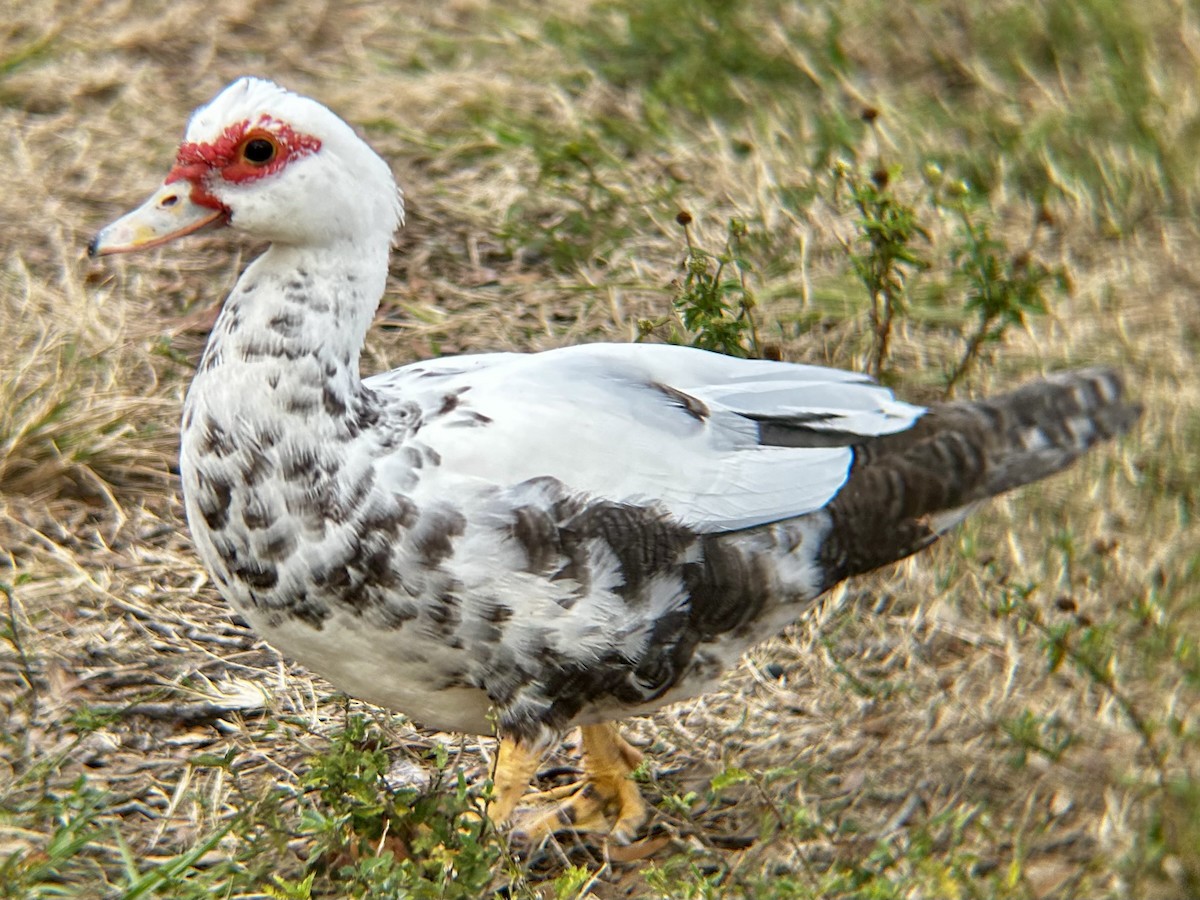 Muscovy Duck (Domestic type) - ML628051196