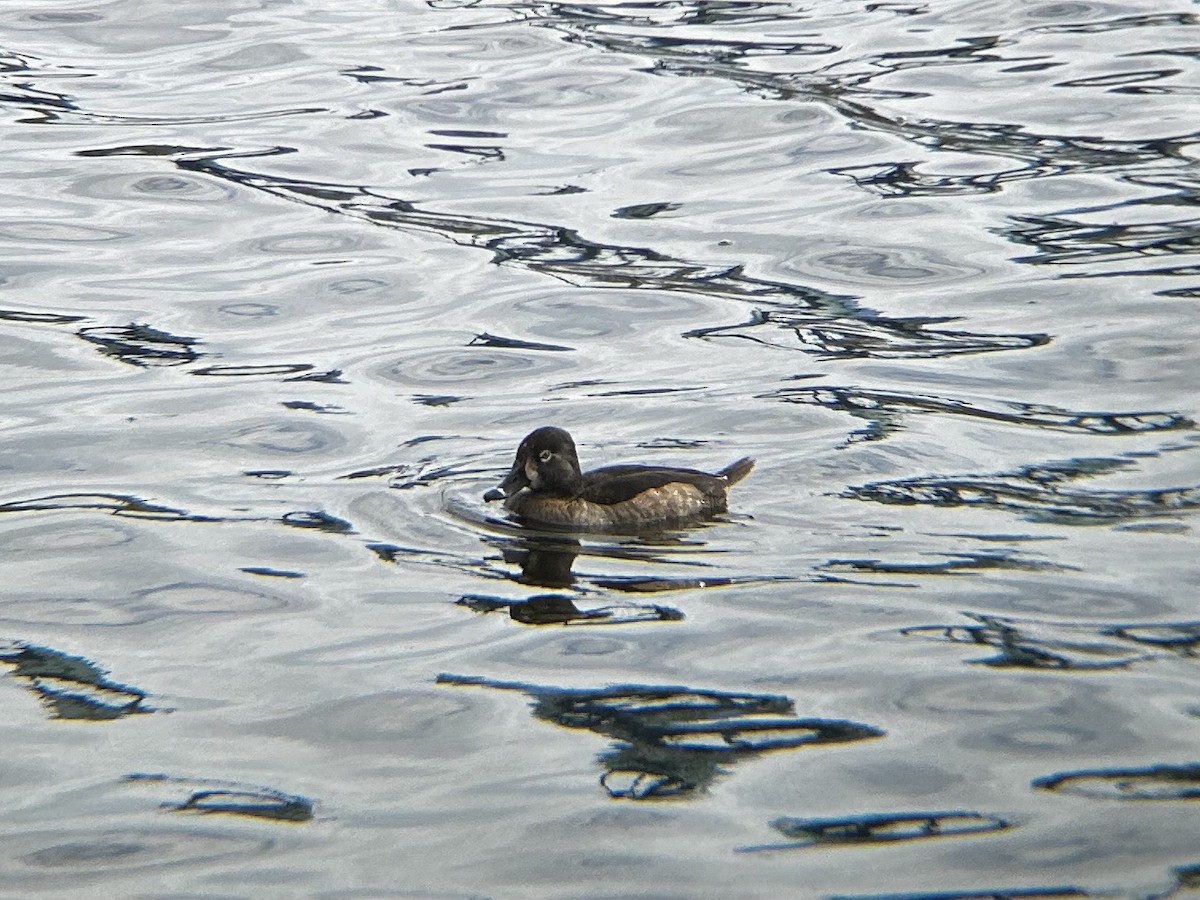 Ring-necked Duck - ML628051240