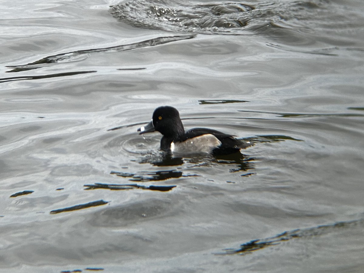 Ring-necked Duck - ML628051241