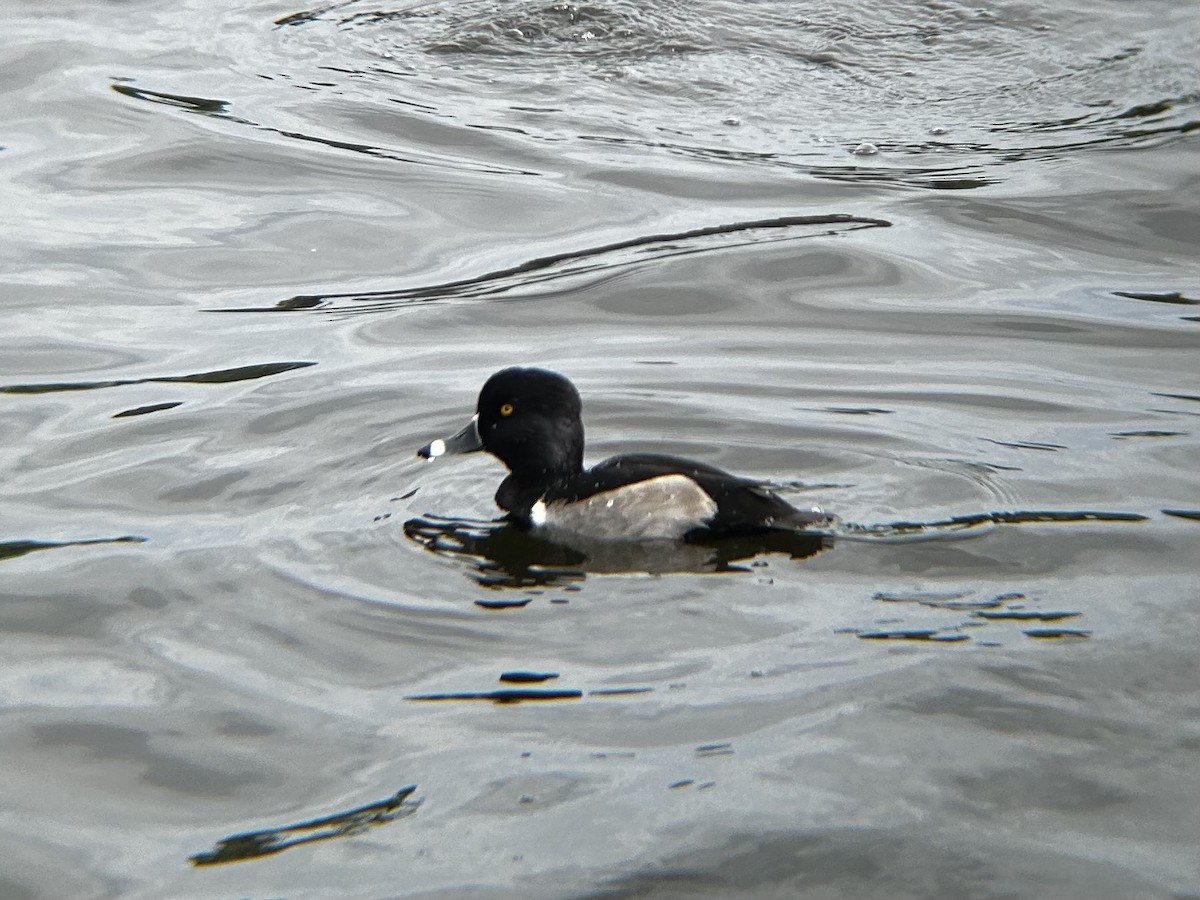 Ring-necked Duck - ML628051242