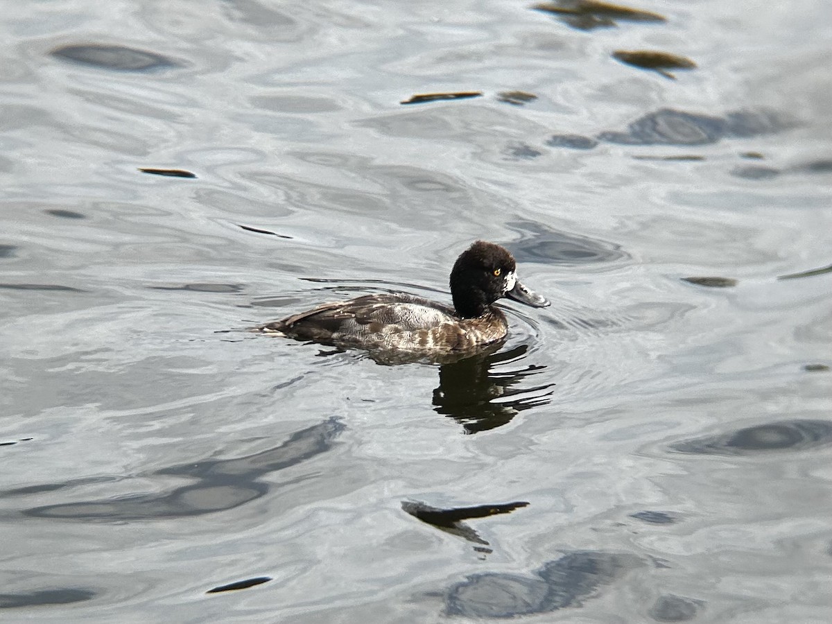 Lesser Scaup - ML628051268