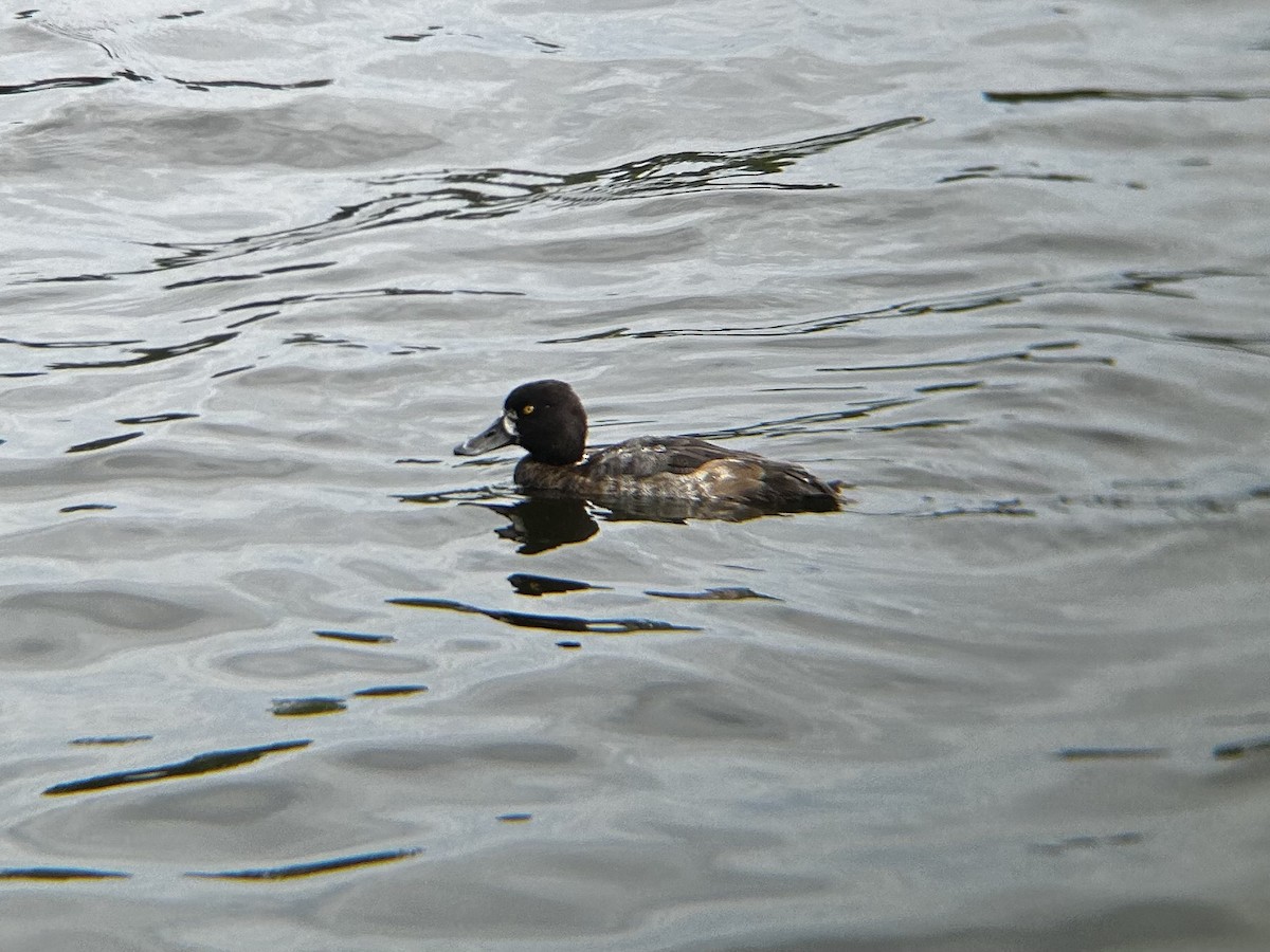 Lesser Scaup - ML628051269