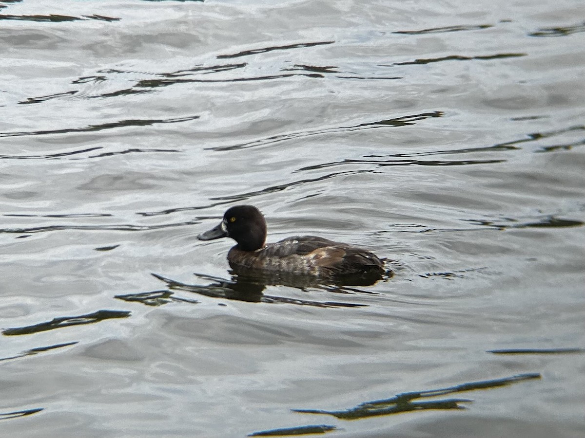 Lesser Scaup - ML628051270