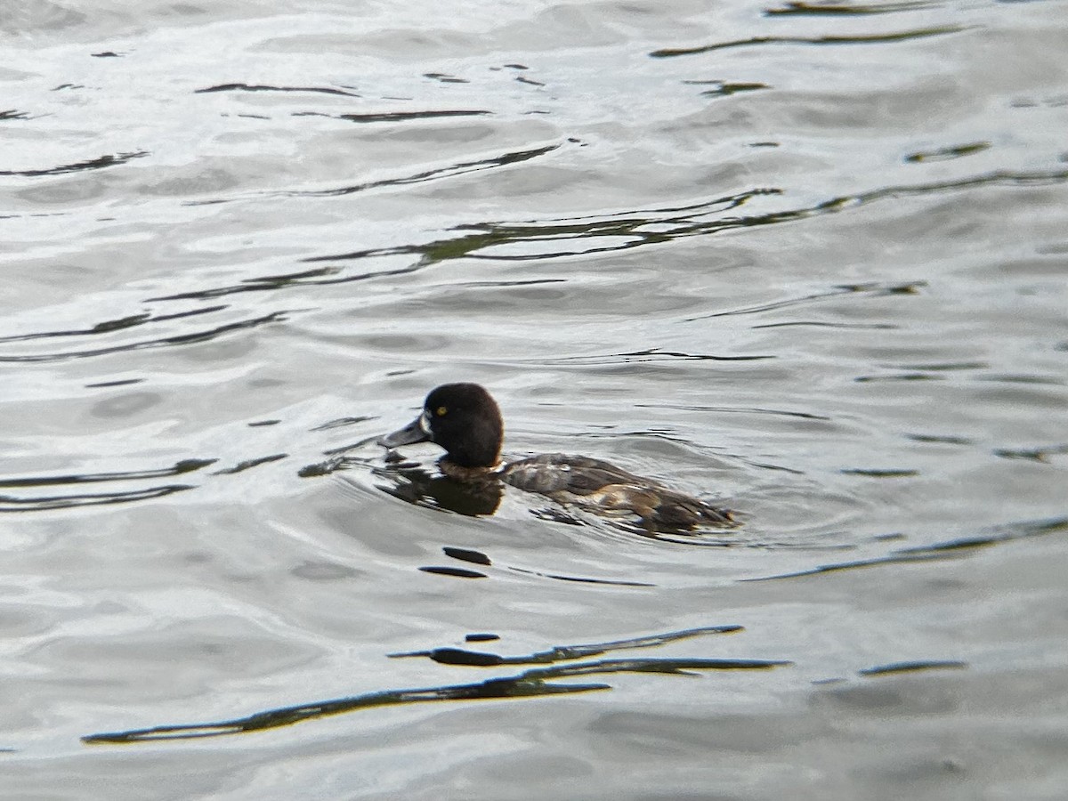 Lesser Scaup - ML628051271