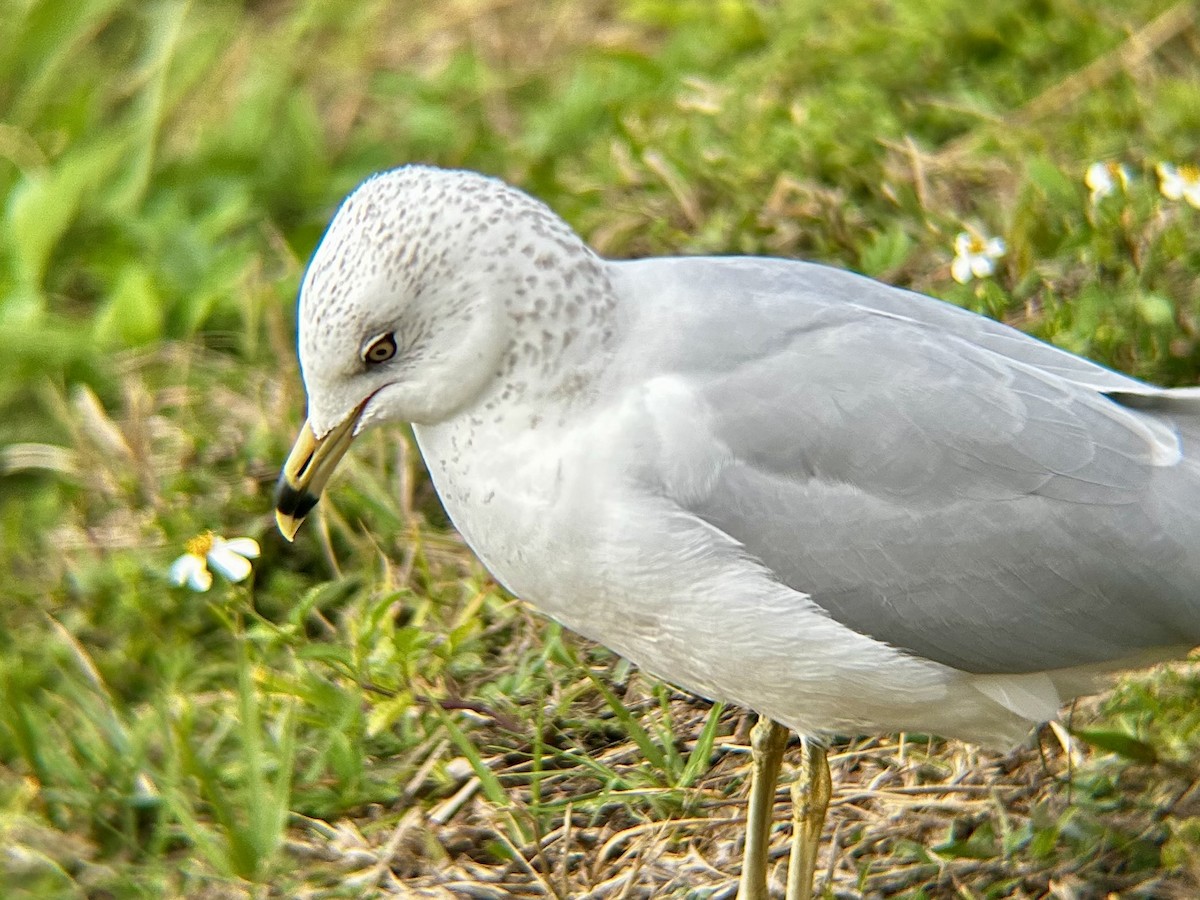 Ring-billed Gull - ML628051280