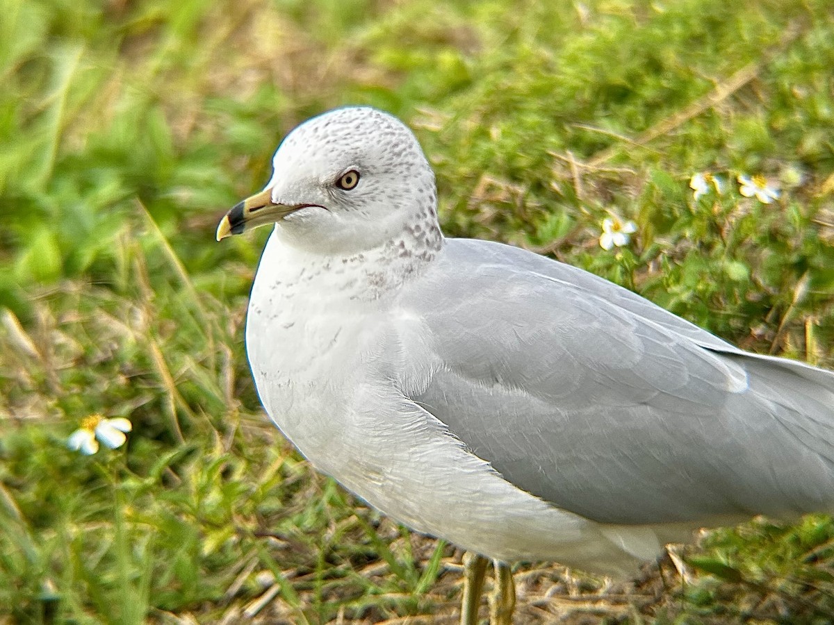 Ring-billed Gull - ML628051281