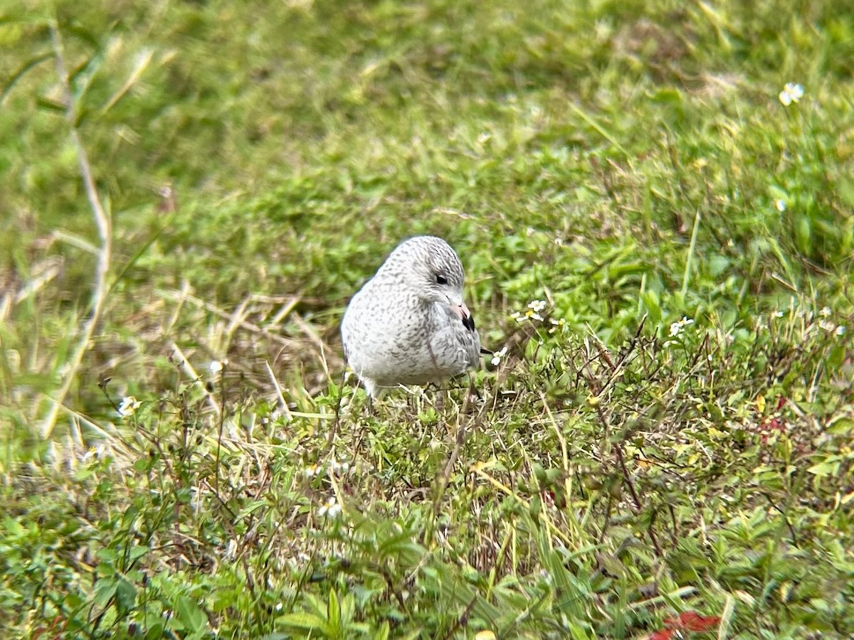 Ring-billed Gull - ML628051282