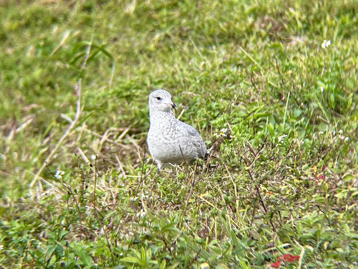 Ring-billed Gull - ML628051283