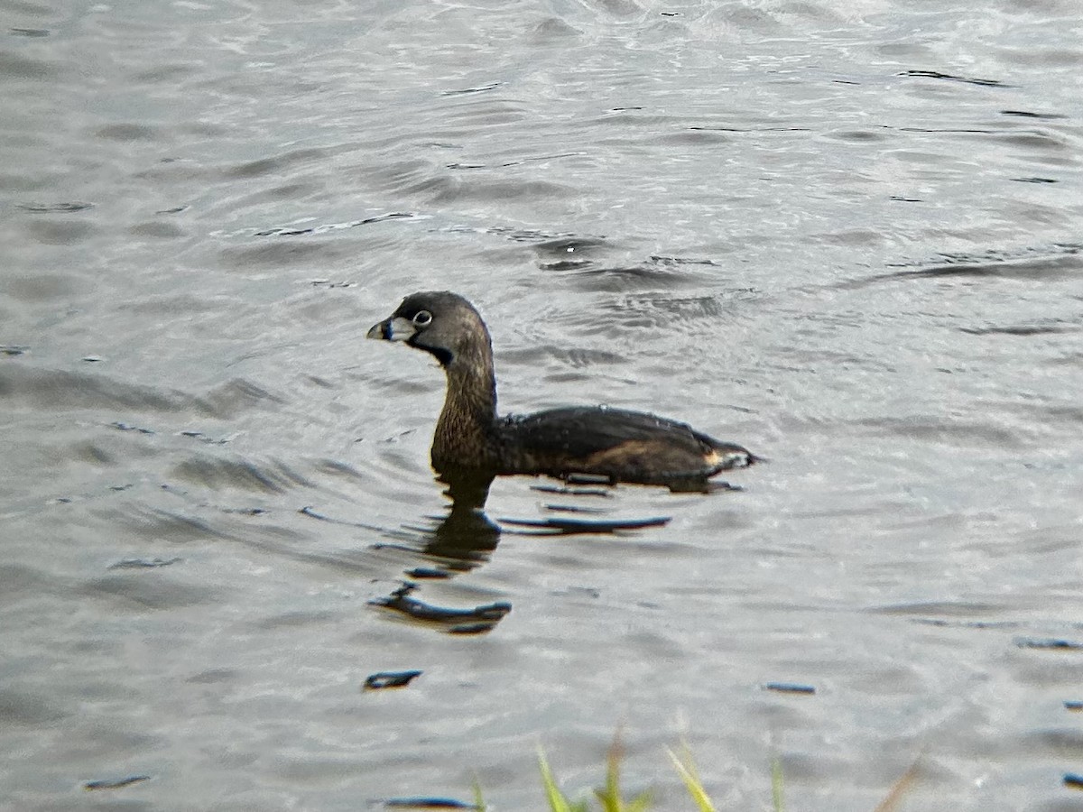 Pied-billed Grebe - ML628051293