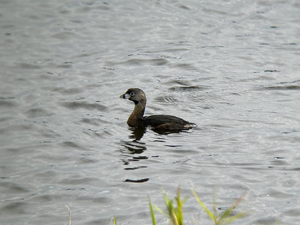 Pied-billed Grebe - ML628051294