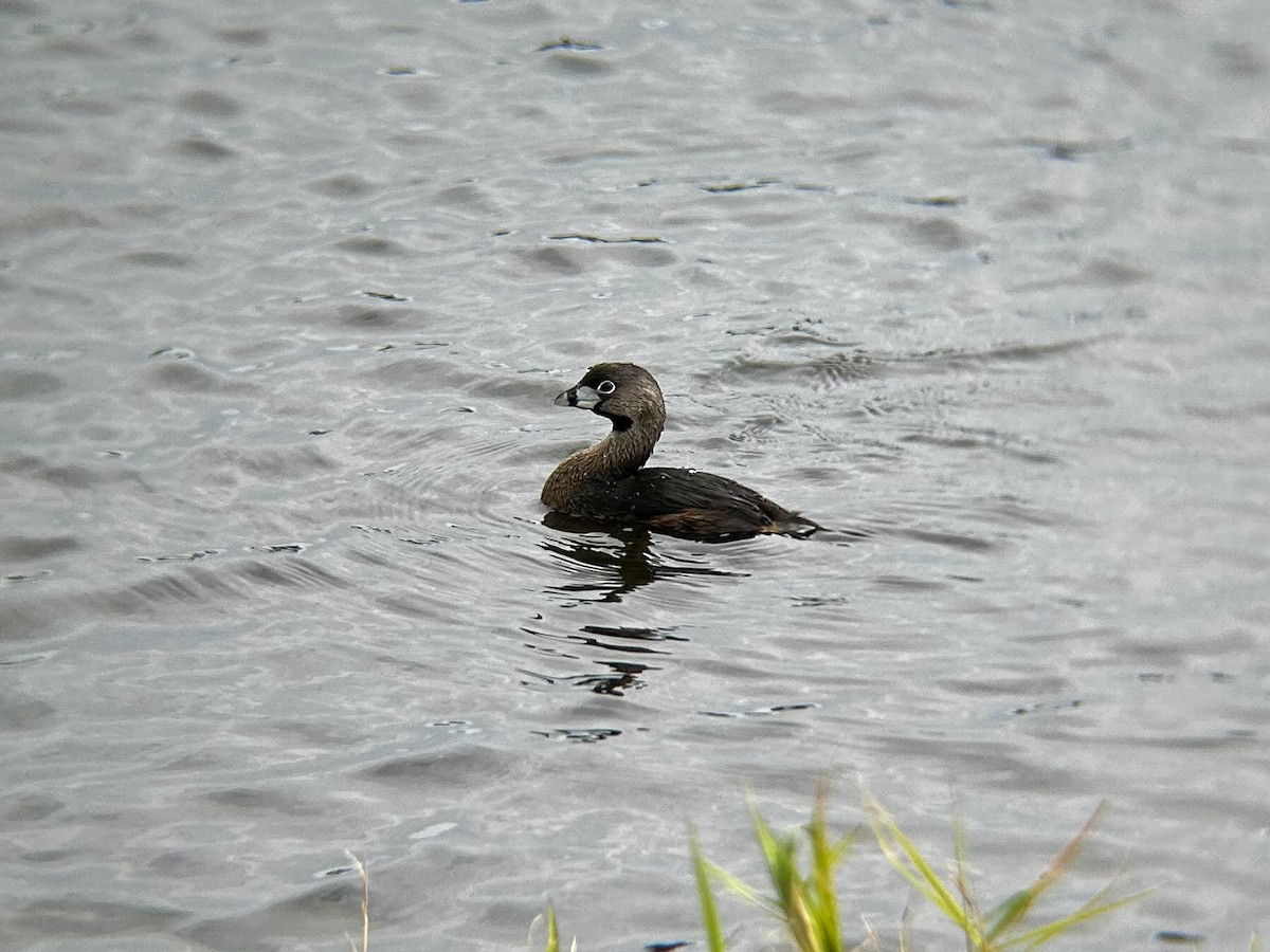 Pied-billed Grebe - ML628051295