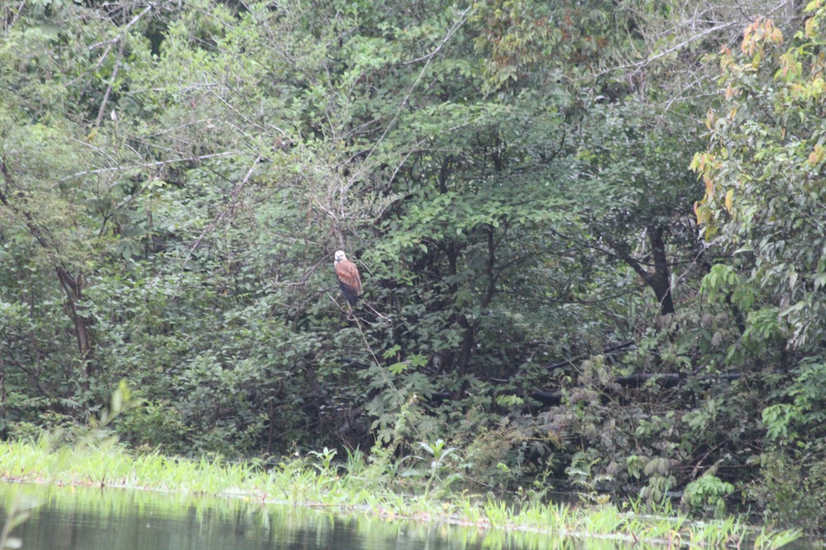 Black-collared Hawk - ML628051300