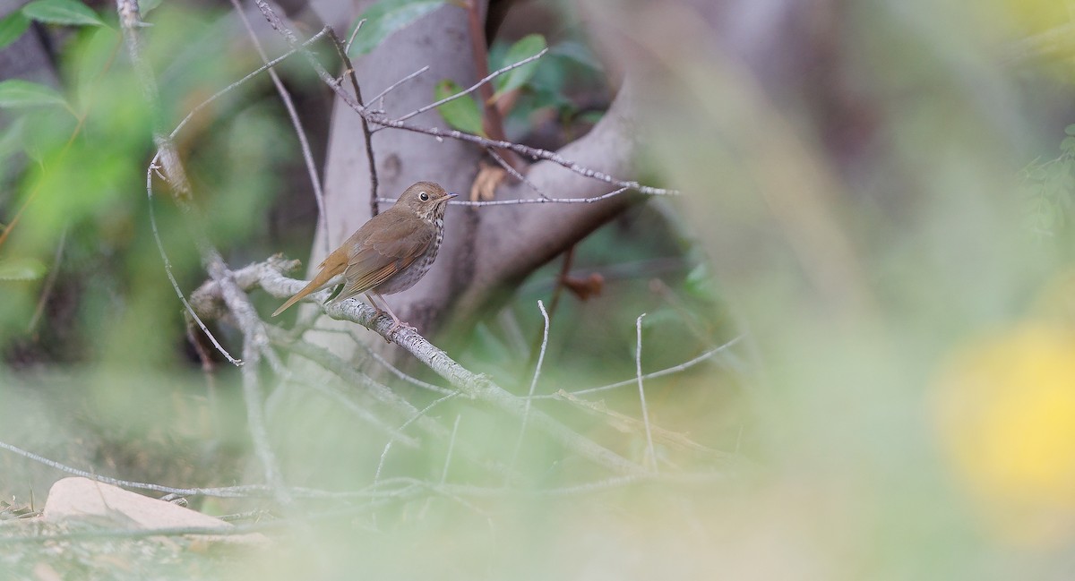 Hermit Thrush - ML628051308