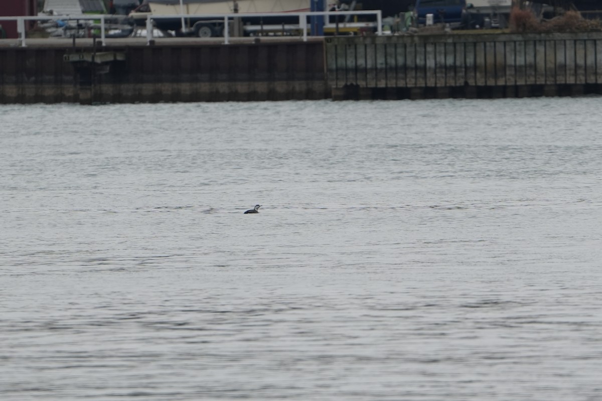 Red-throated Loon - ML628051309