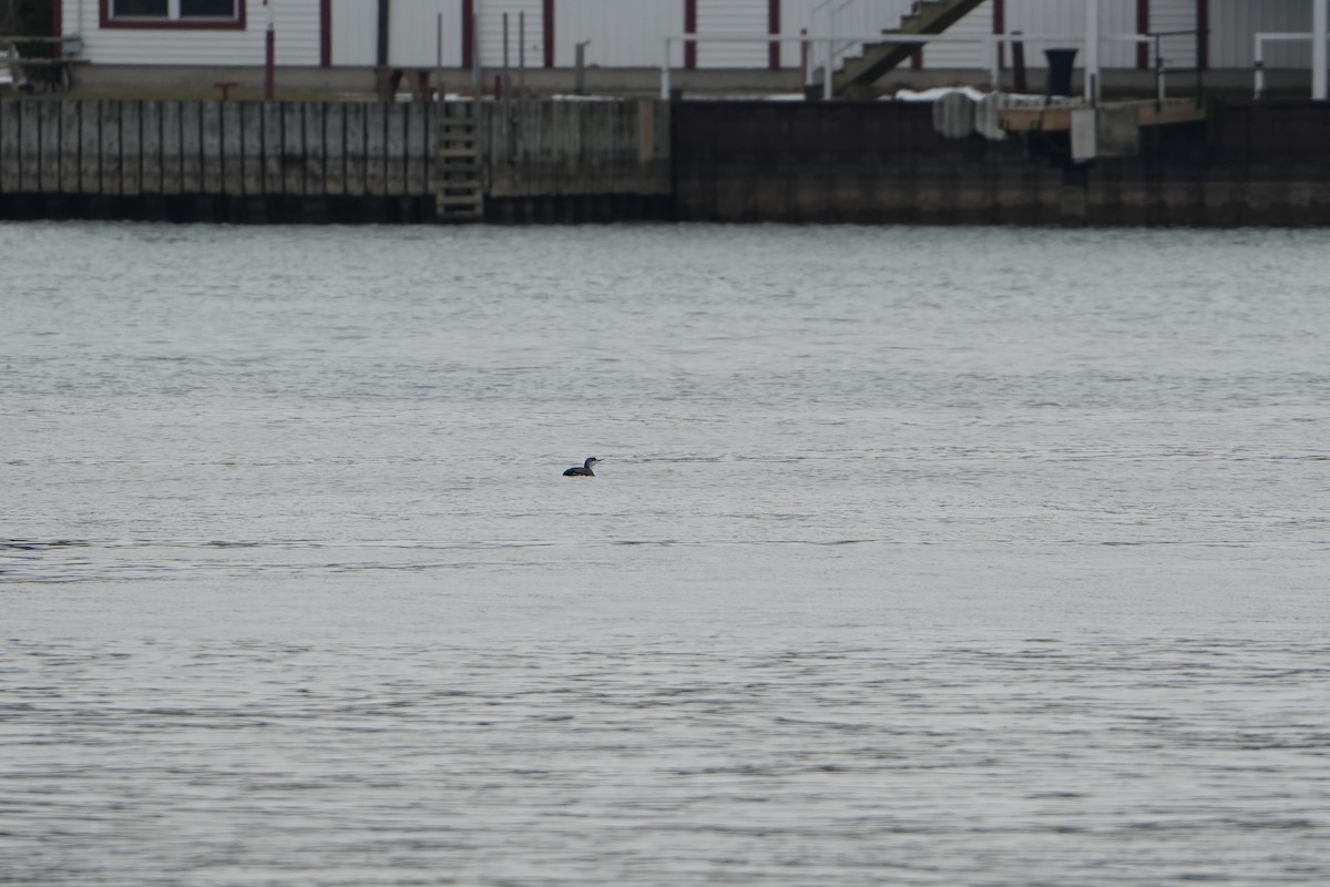 Red-throated Loon - ML628051310