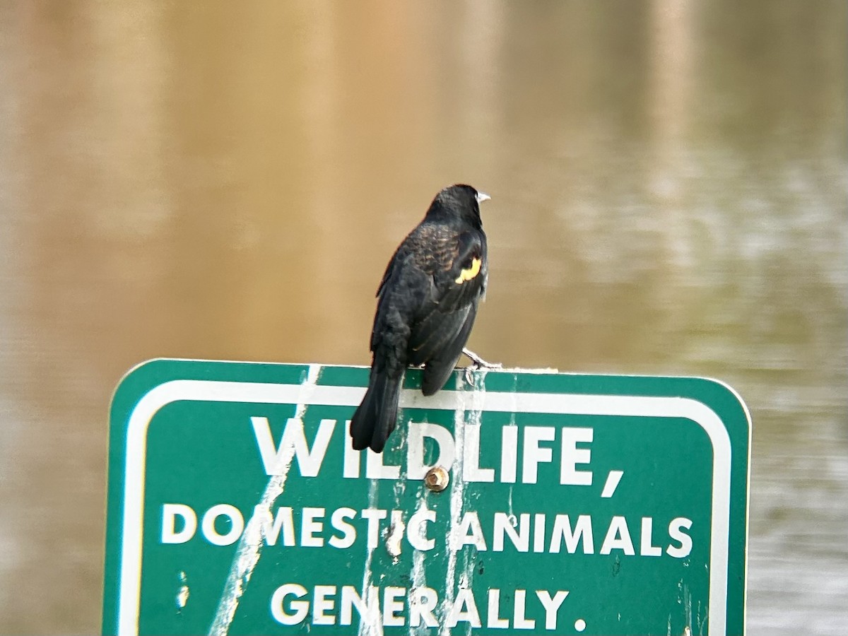 Red-winged Blackbird (Red-winged) - ML628051326