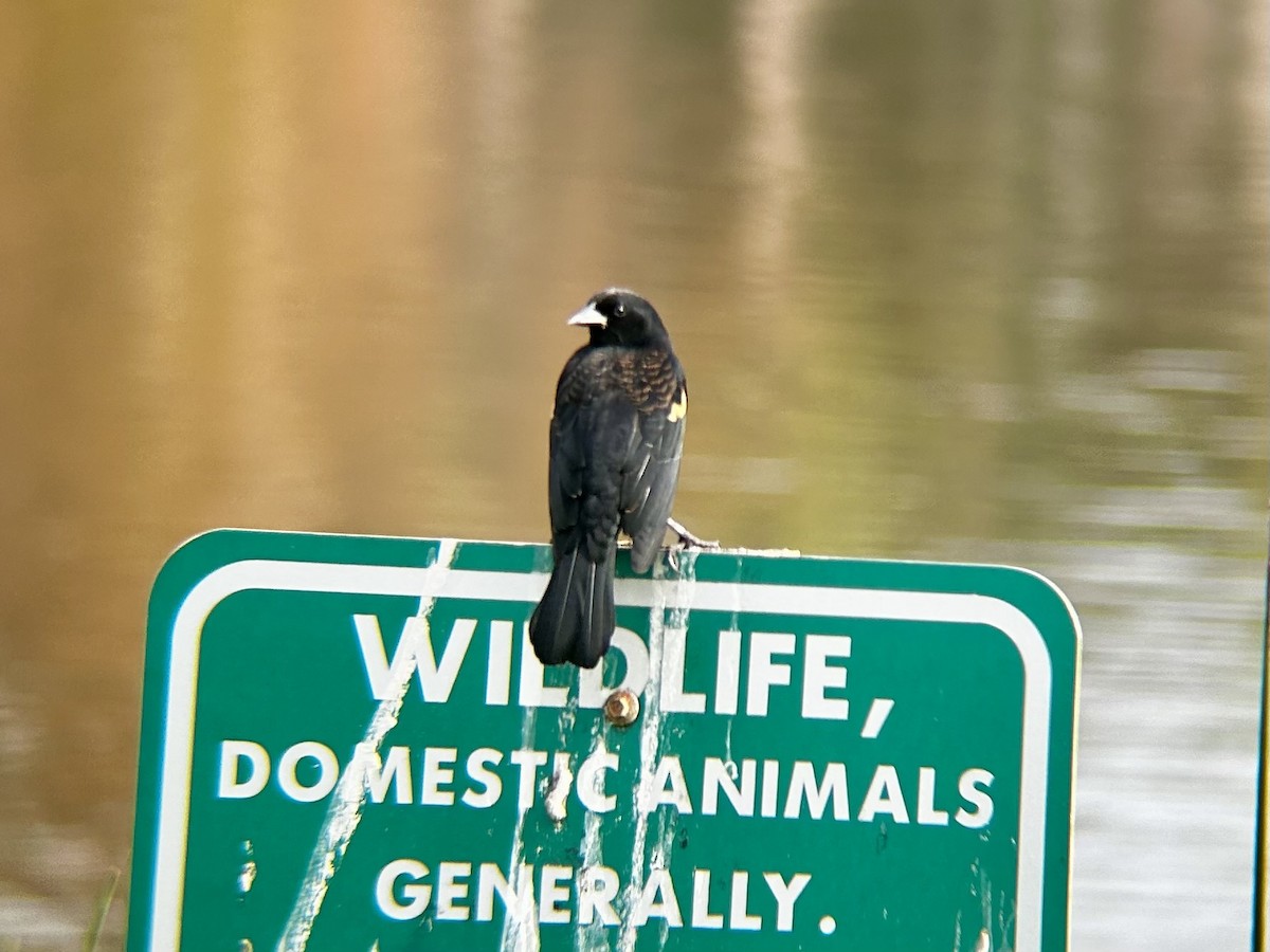 Red-winged Blackbird (Red-winged) - ML628051327