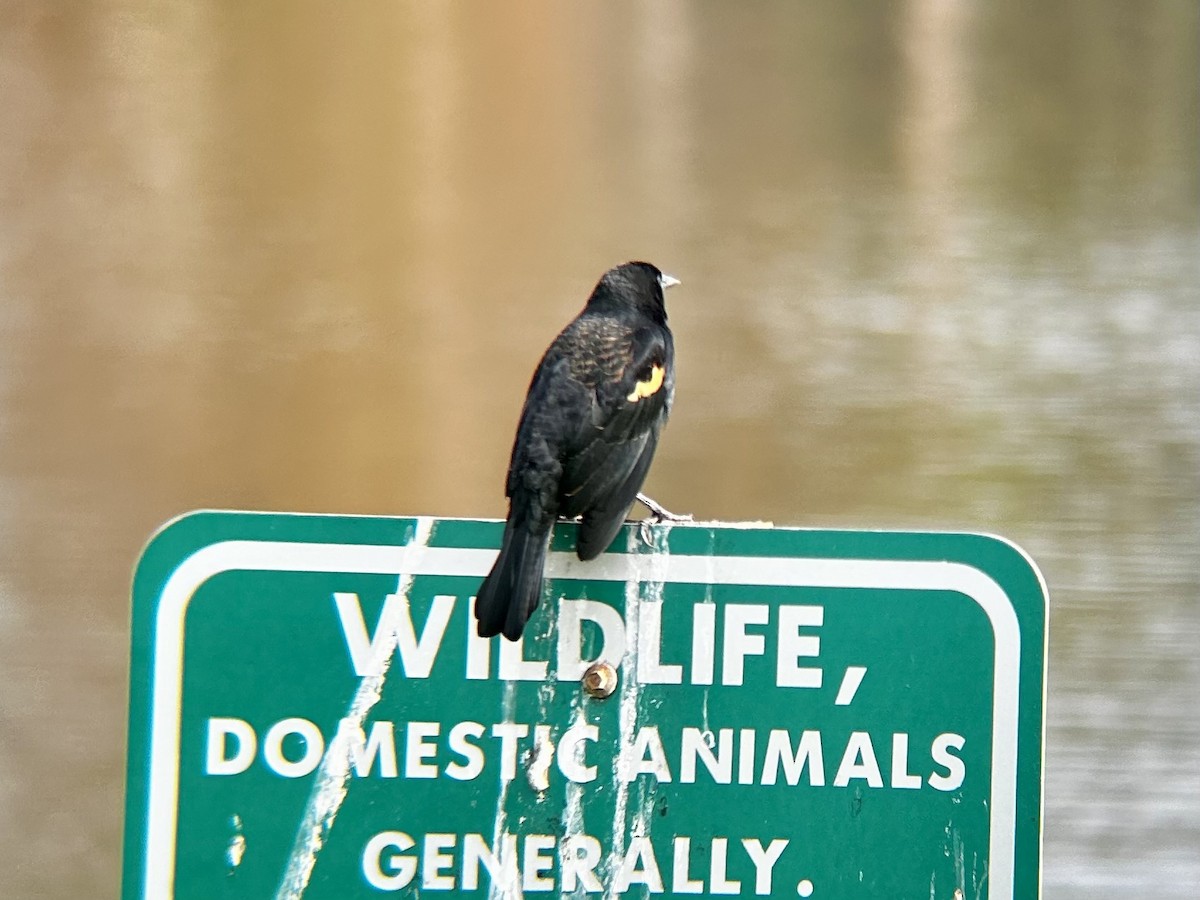 Red-winged Blackbird (Red-winged) - ML628051328