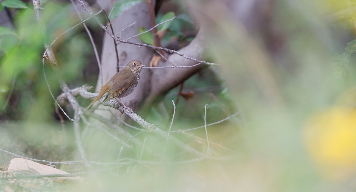 Hermit Thrush - ML628051348