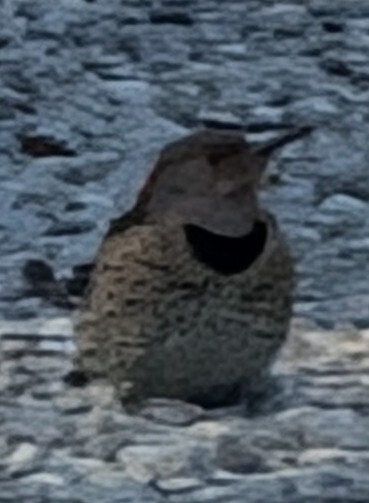 Northern Flicker - ML628051364