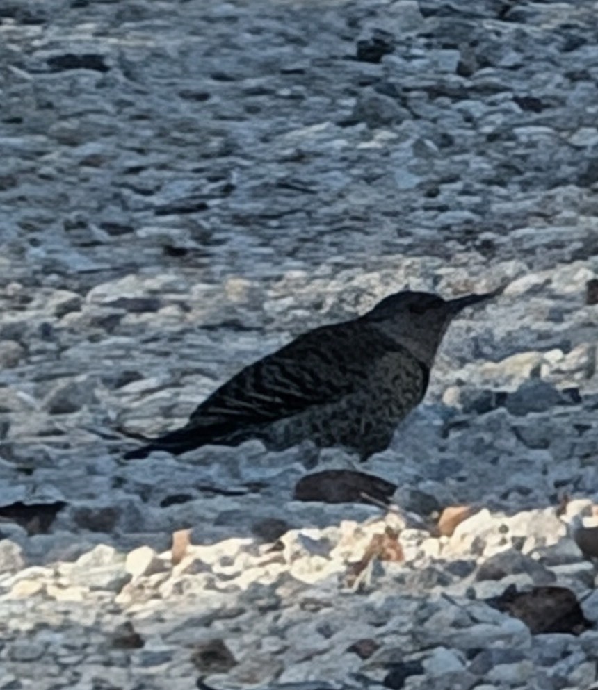 Northern Flicker - ML628051365