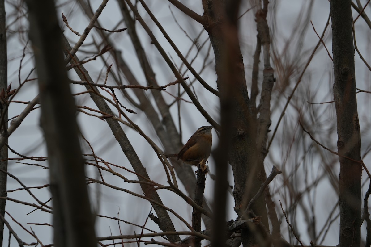 Carolina Wren - ML628051371