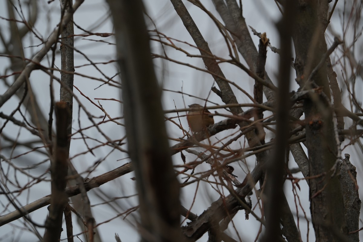 Carolina Wren - ML628051372