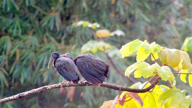 Green Ibis - ML628051408