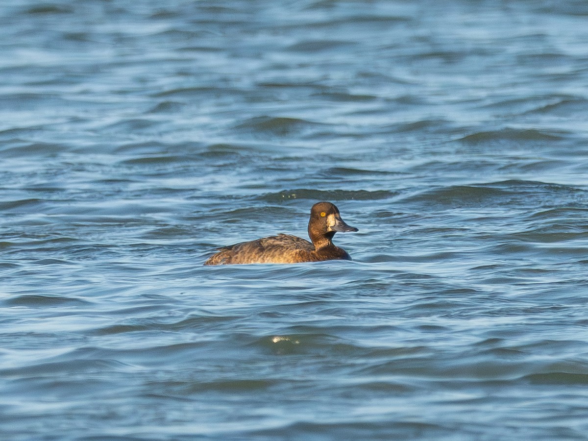 Lesser Scaup - ML628051416