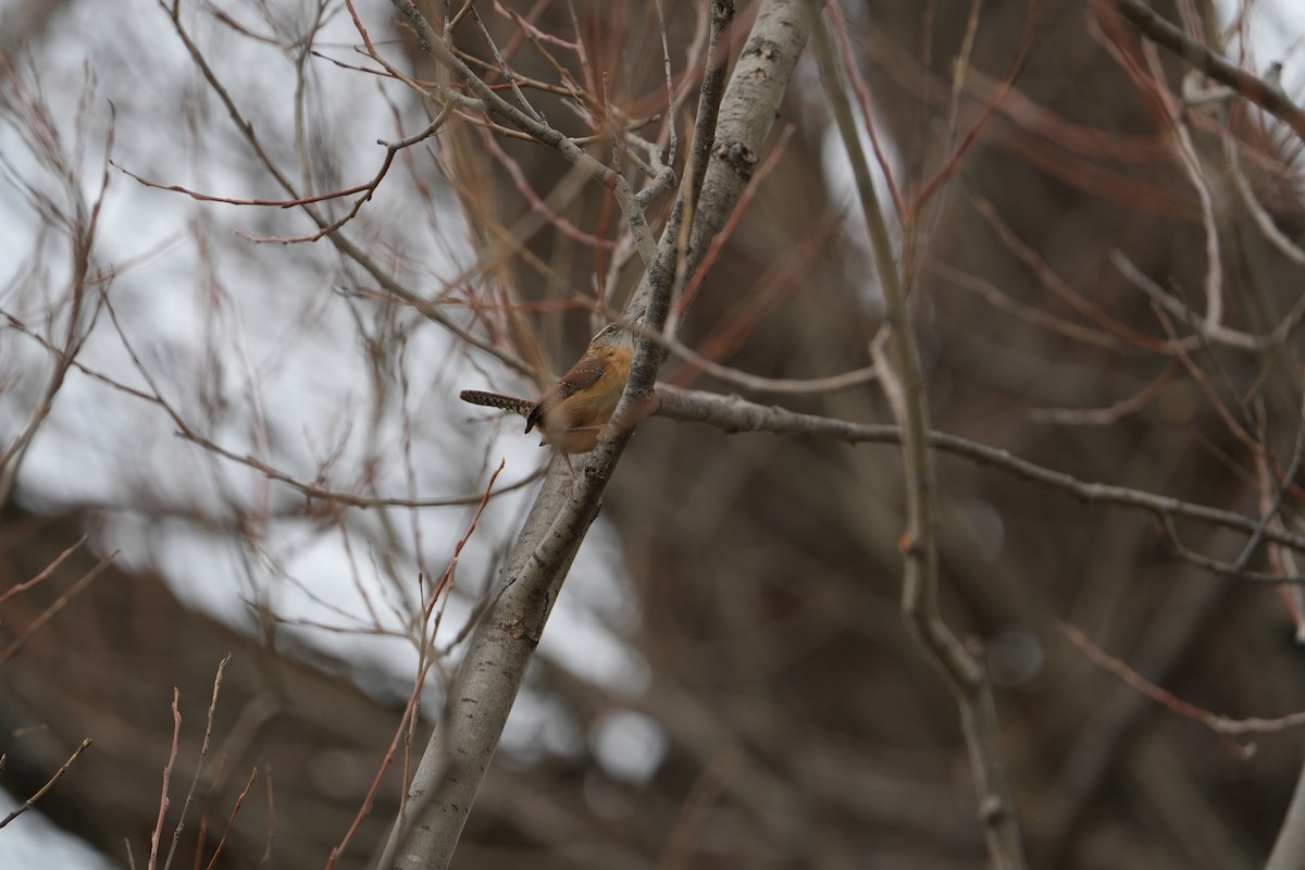 Carolina Wren - ML628051419