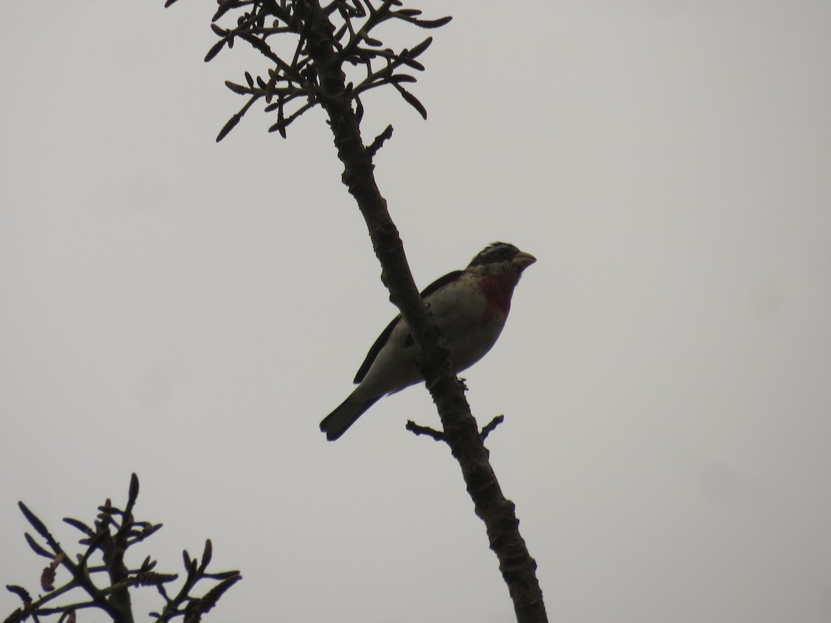 Rose-breasted Grosbeak - ML628051425