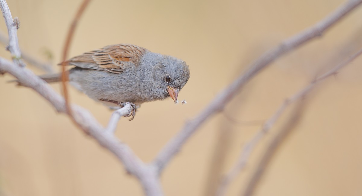 Black-chinned Sparrow - ML628051437