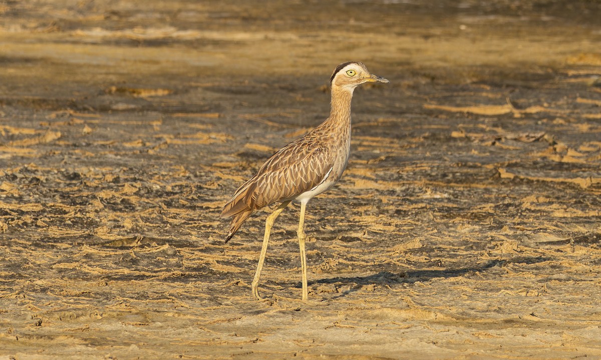 Double-striped Thick-knee - ML628051478