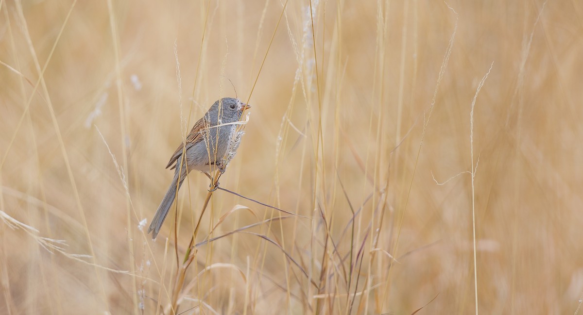 Black-chinned Sparrow - ML628051484