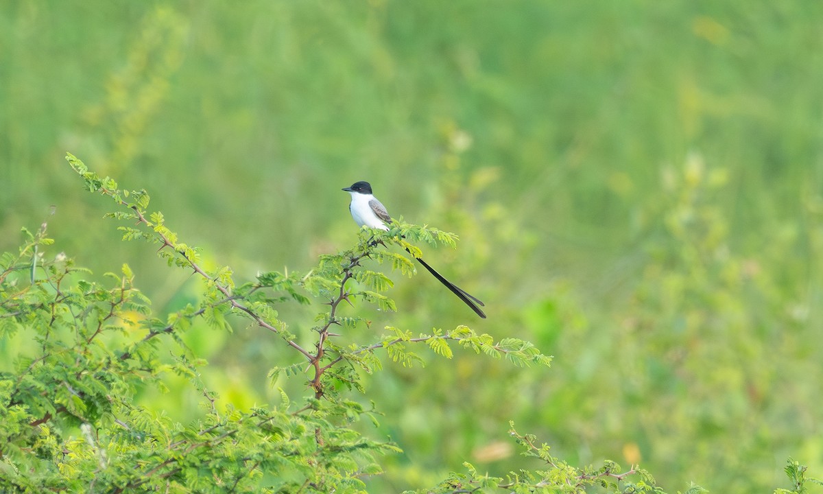 Fork-tailed Flycatcher - ML628051494