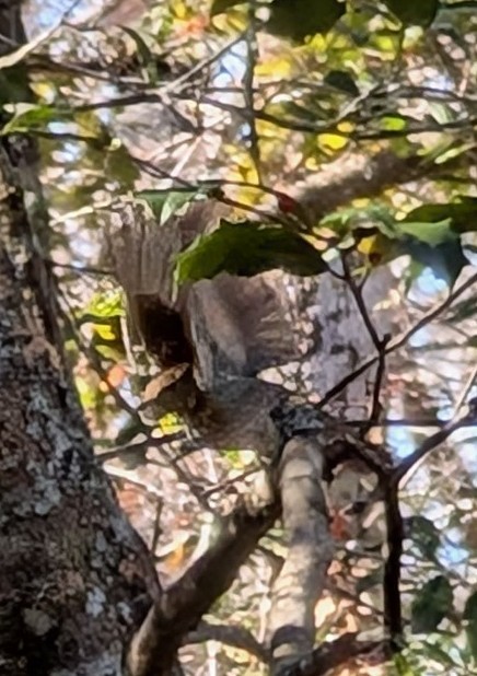Hermit Thrush - ML628051495