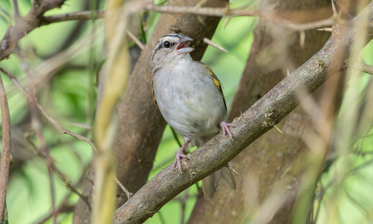 Tocuyo Sparrow - ML628051520