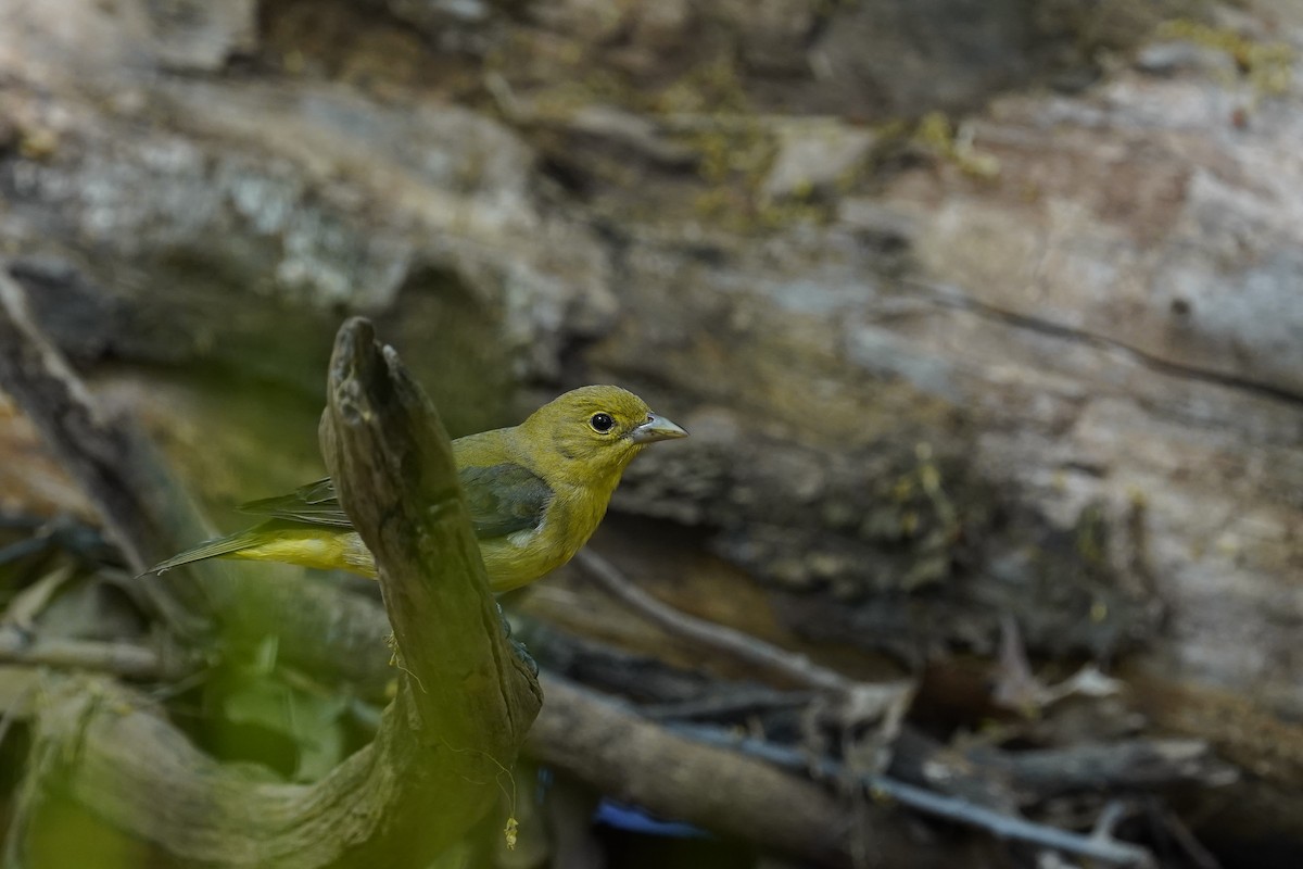 Scarlet Tanager - ML628051563