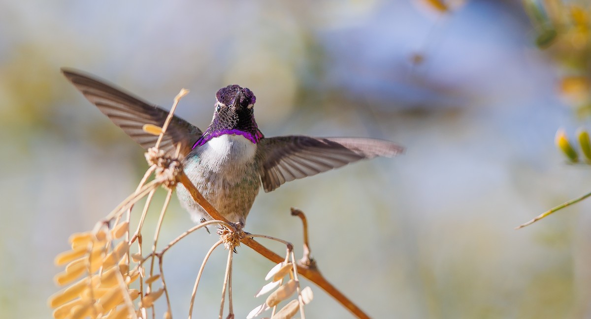 Costa's Hummingbird - ML628051567