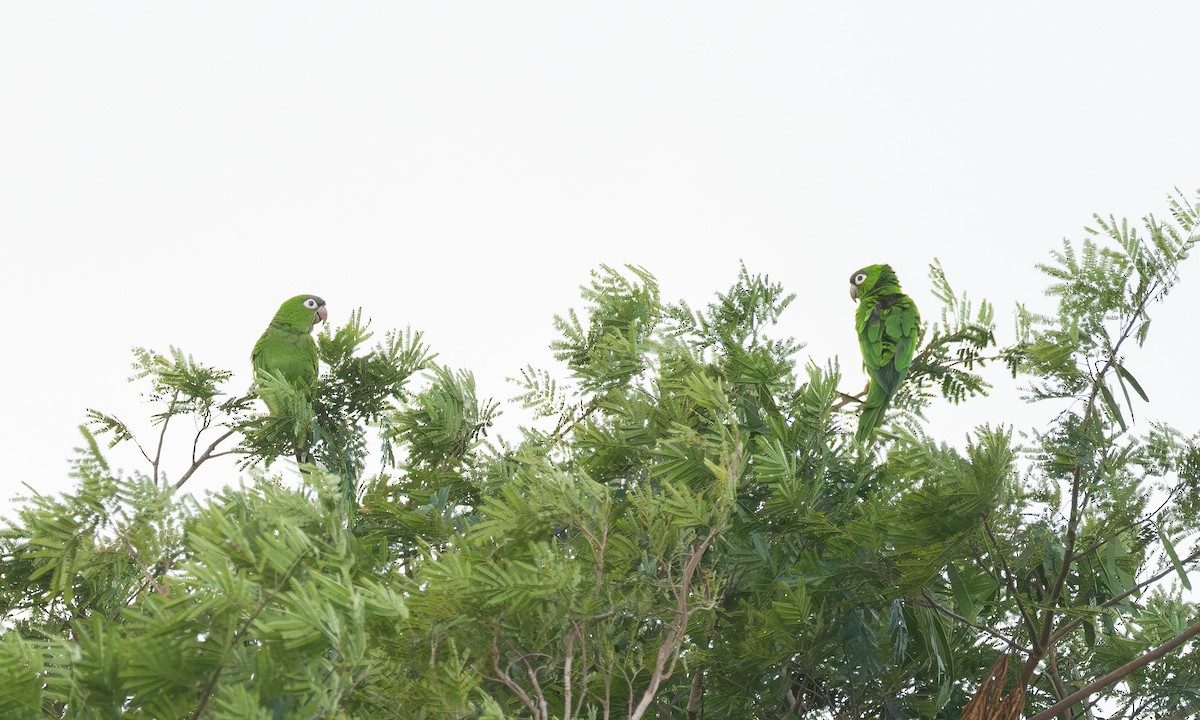 Blue-crowned Parakeet (Blue-crowned) - ML628051574