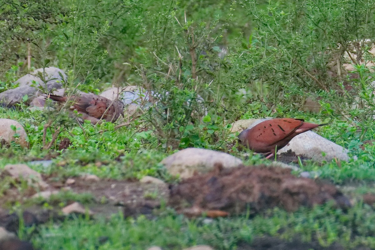 Ruddy Ground Dove - ML628051592
