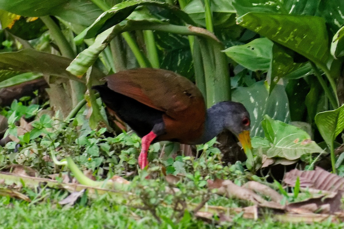 Gray-cowled Wood-Rail - ML628051593