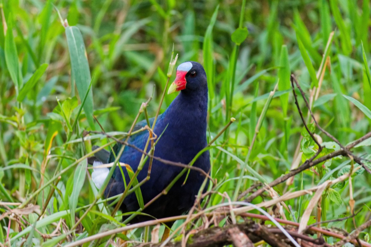Purple Gallinule - ML628051604