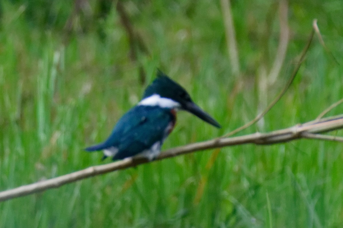 Amazon Kingfisher - ML628051649